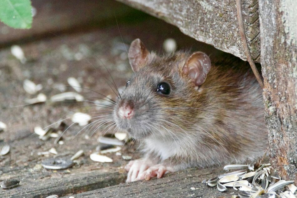 Closeup of a small mouse