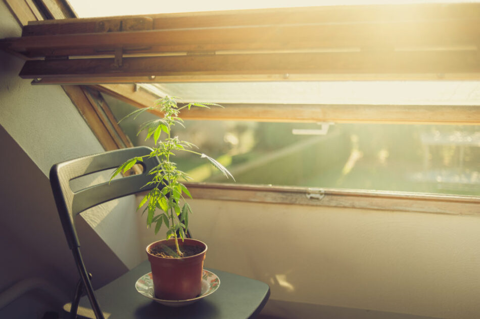 Small marijuana plant by the window