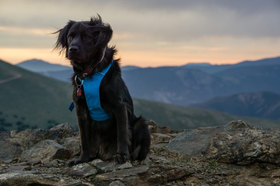 Dog sitting atop a mountain at sunset
