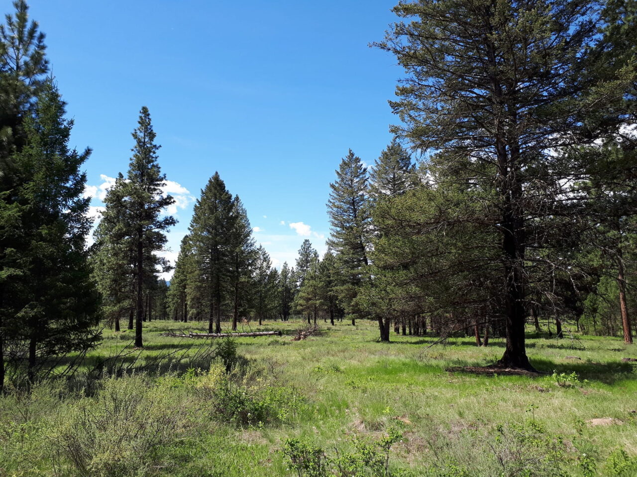 Fox Creek forest