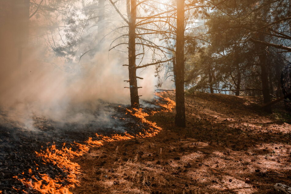 Wildfire burning through a forest with the flame line burning grass and a tree.