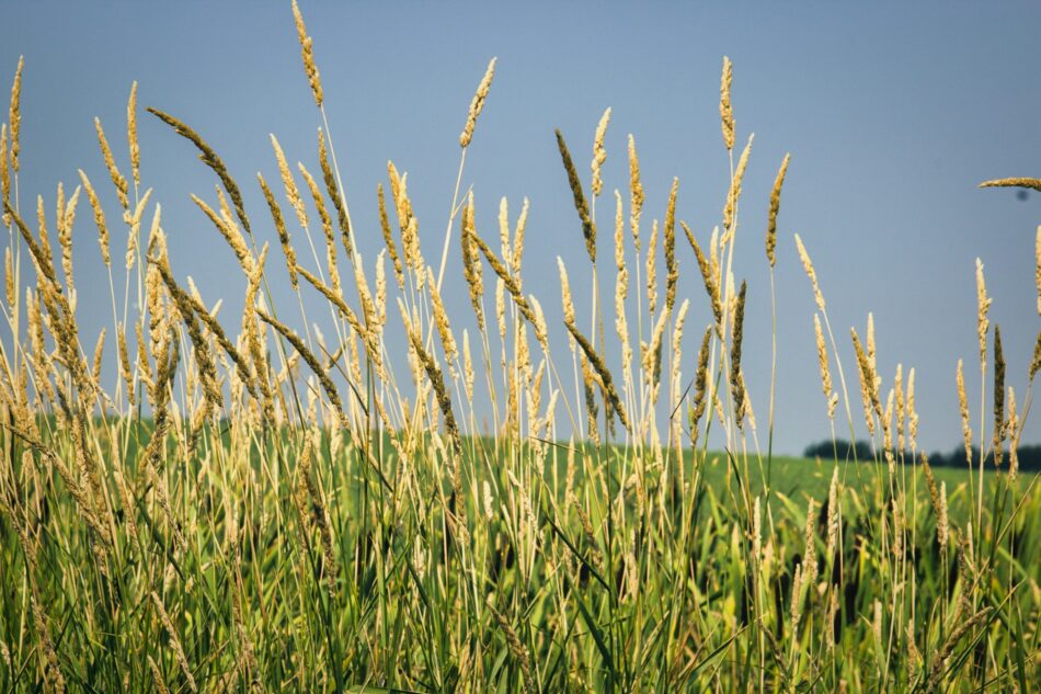 Wheat in a field
