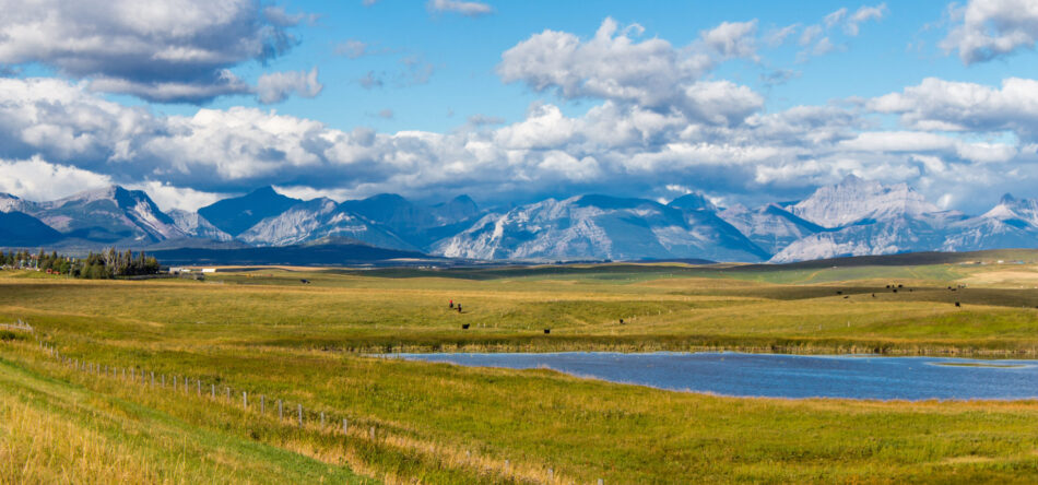 Alberta countryside showcasing fields and a marsh