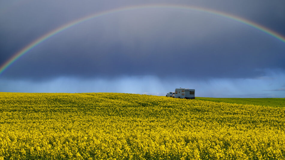 A travel trailer being towed through a canola field after a hailstorm. There is a rainbow and dark clouds overhead.