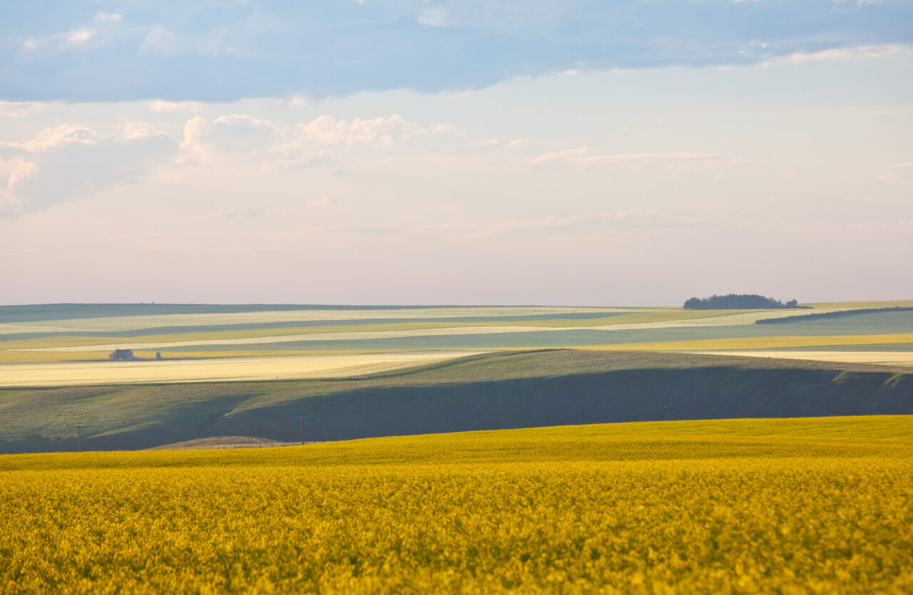 Prairie landscape of yellow rolling fields in Alberta, Canada.