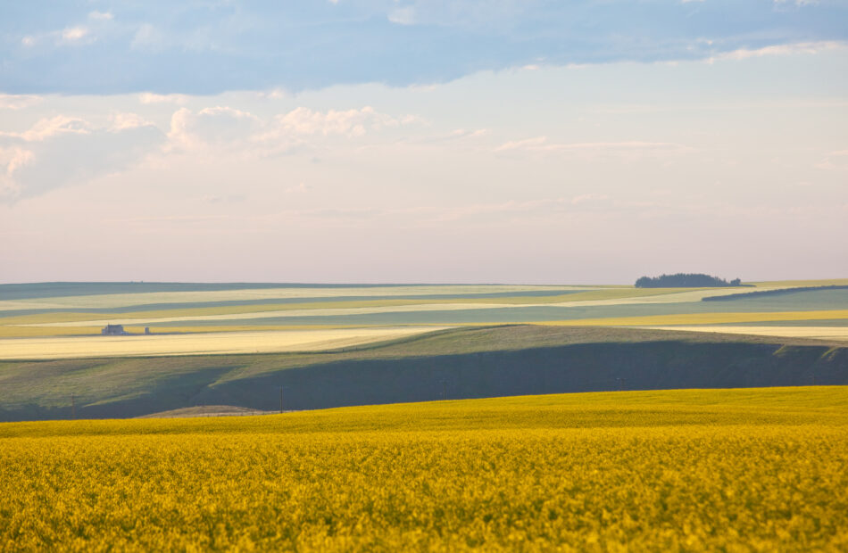 Prairie landscape of yellow rolling fields in Alberta, Canada.