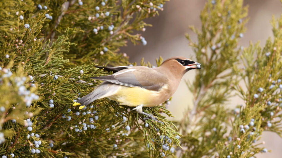 Closeup of bird in a snowy evergreen