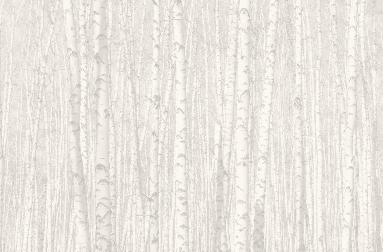 A forest of birch trees