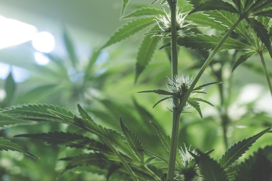 Legal Marijuana leaves