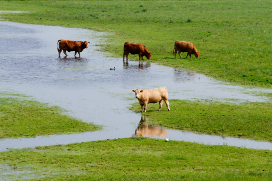 Cows standing in flooded farmland