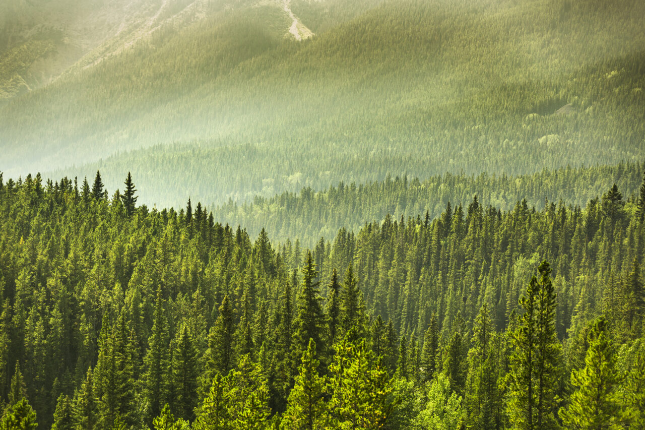 Business Interruption for Lumber Mills: How to Protect Your Income