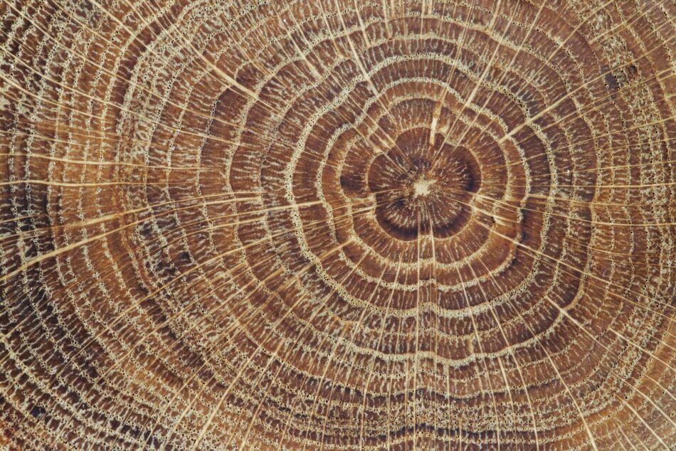 Close-up of rough wood structure