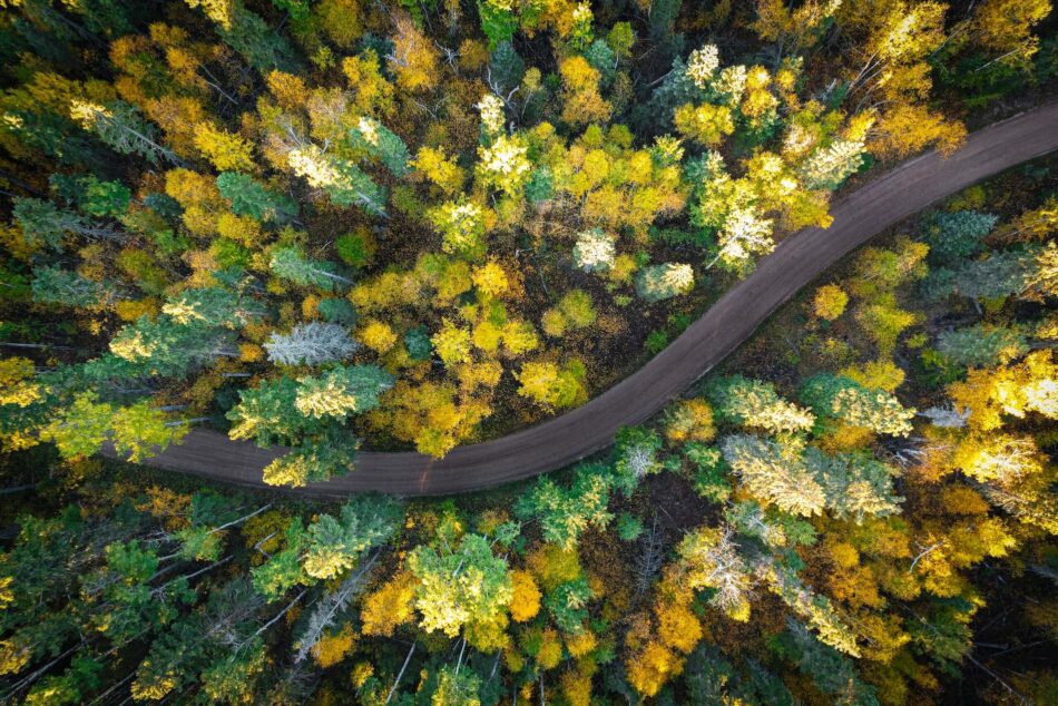 Aerial view of thick forest in autumn colored with yellow, orange and green with road cutting through it