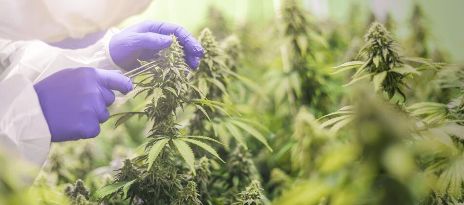Closeup of BC Cannabis production
