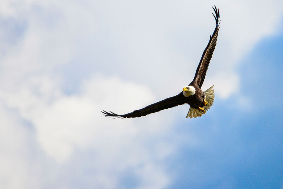 Bald eagle flying against blue sky