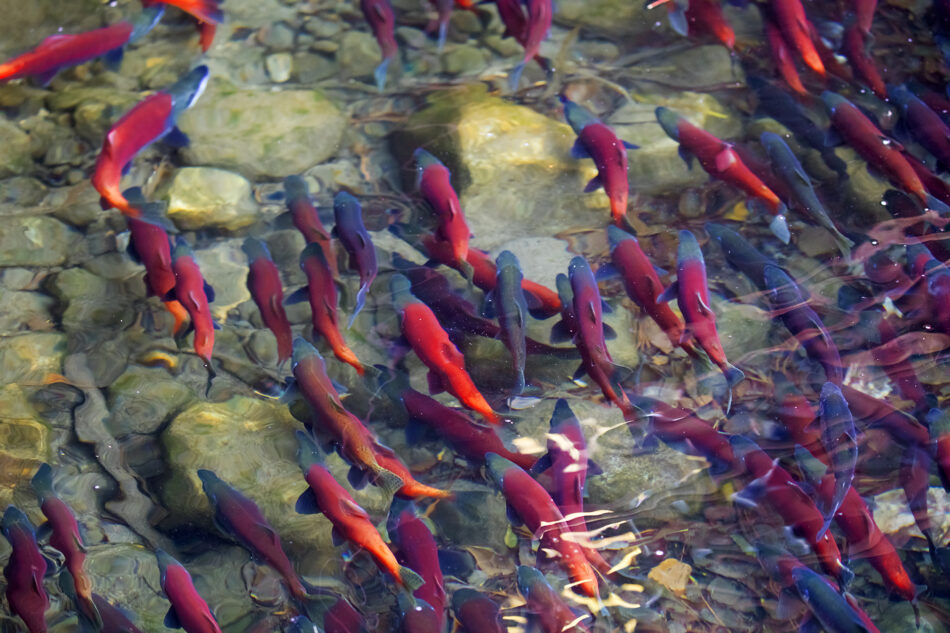 Kokanee salmon in river salmon run