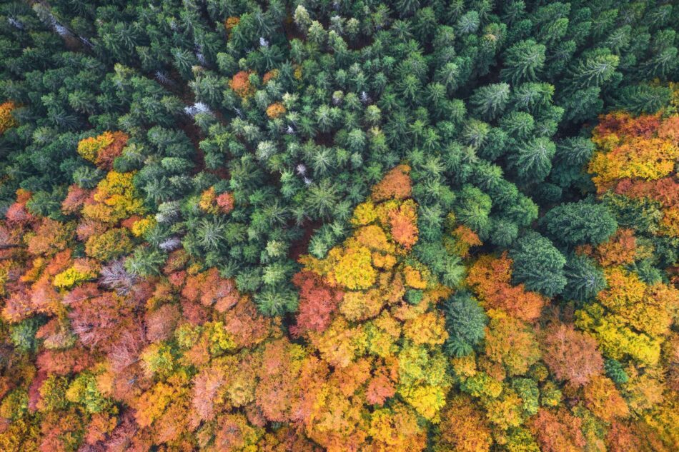 Beautiful natural pattern: aerial view on green pine forest and mixed forest in autumn colours.